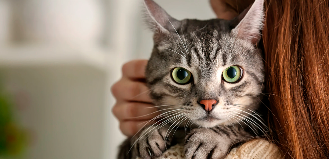 5 cosas que los gatos pueden enseñarnos sobre el autocuidado en la salud